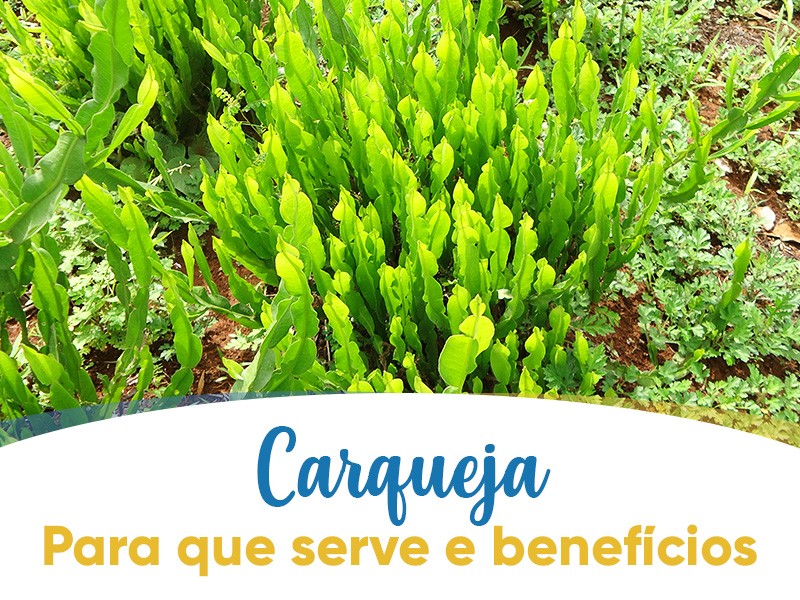 Carqueja: Para que serve e benefícios
